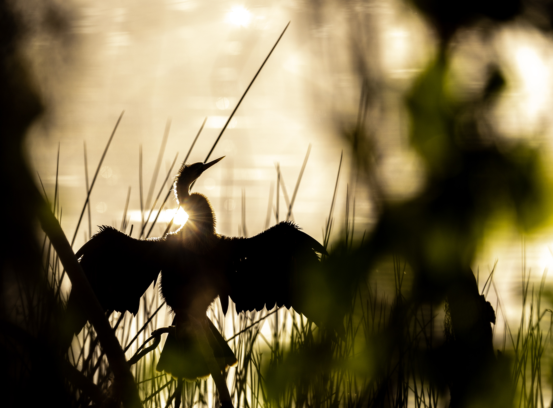 Ormhalsfågel, Anhinga, anhinga anhinga, Florida