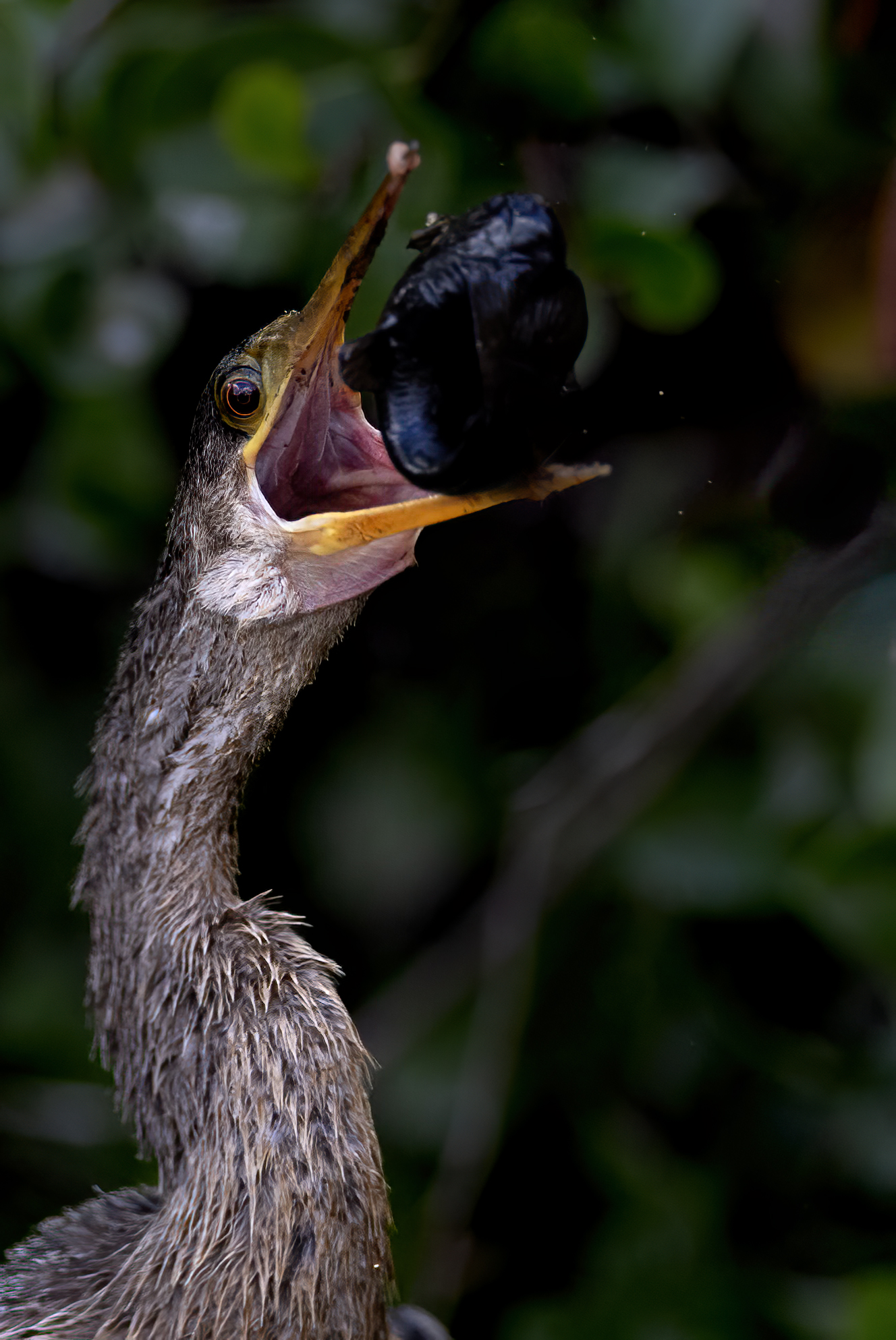 Ormhalsfågel, Anhinga, anhinga anhinga, Florida