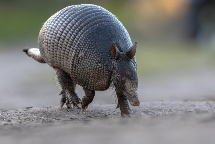 Niobandad bälta, Dasypus novemcinctus, Nine-banded armadillo, Florida