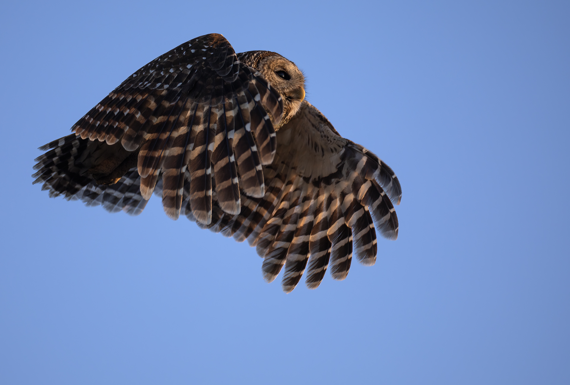 Kråsuggla, Barred owl, Owls, Florida