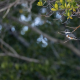 Bälteskungsfiskare, Belted kingfisher, kingfishers, Florida