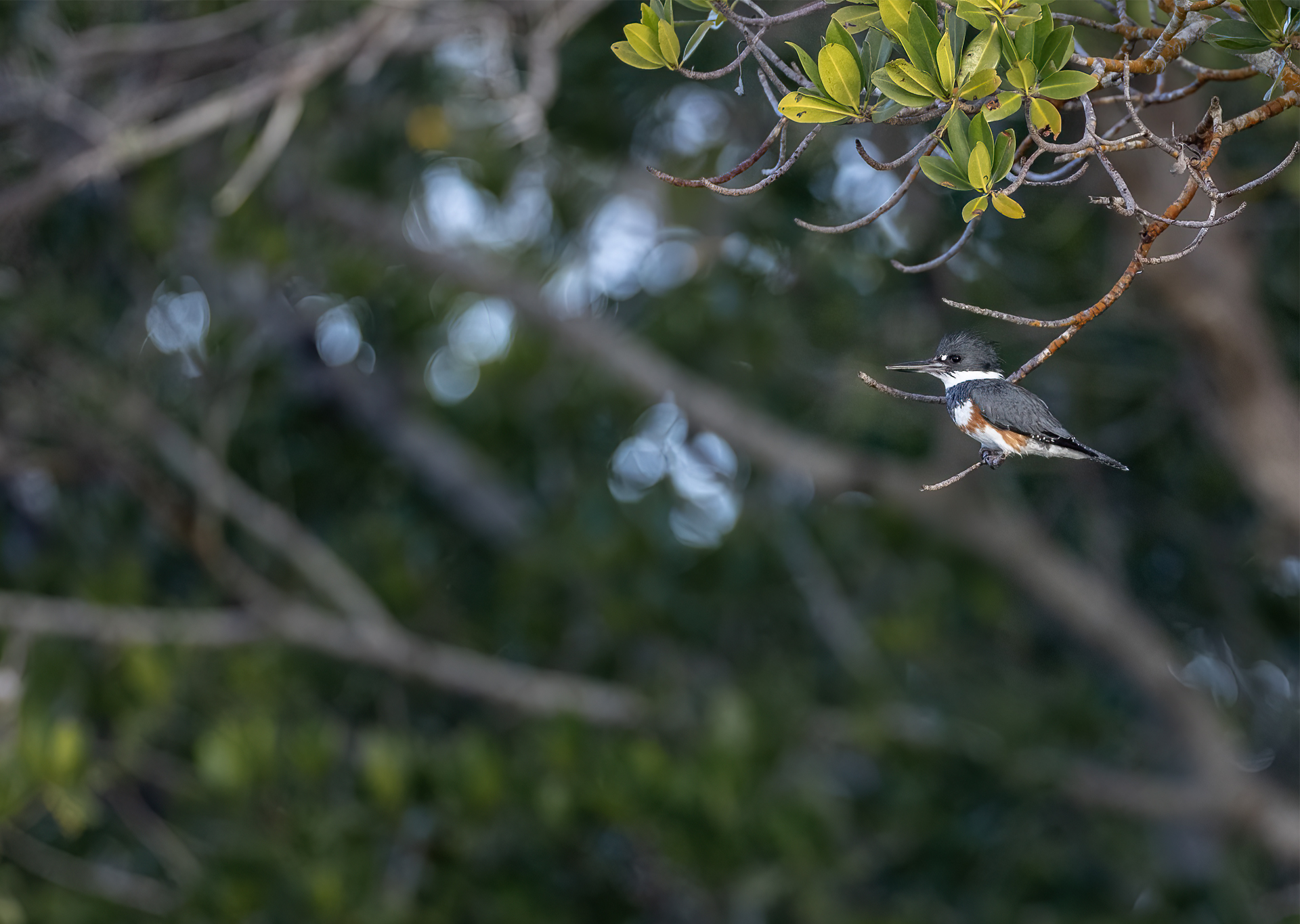 Bälteskungsfiskare, Belted kingfisher, kingfishers, Florida