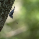 Svartvit skogssångare, Black-and-white warbler, Mniotilta varia, Florida