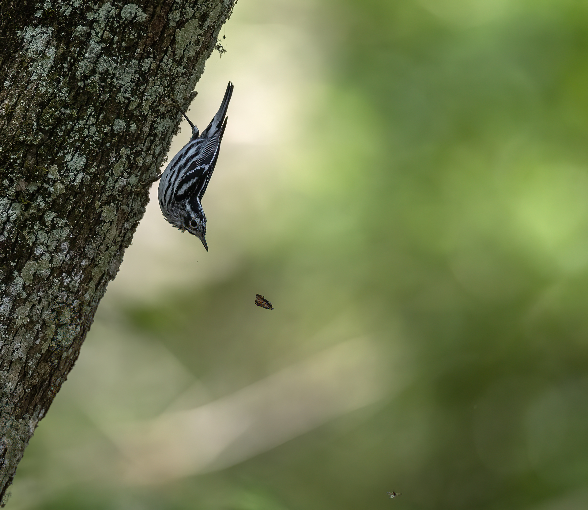 Svartvit skogssångare, Black-and-white warbler, Mniotilta varia, Florida