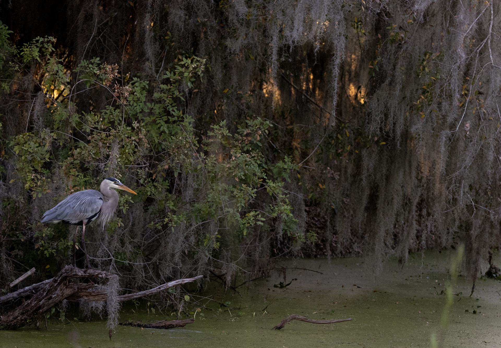 Amerikansk gråhäger, Great blue heron, Florida