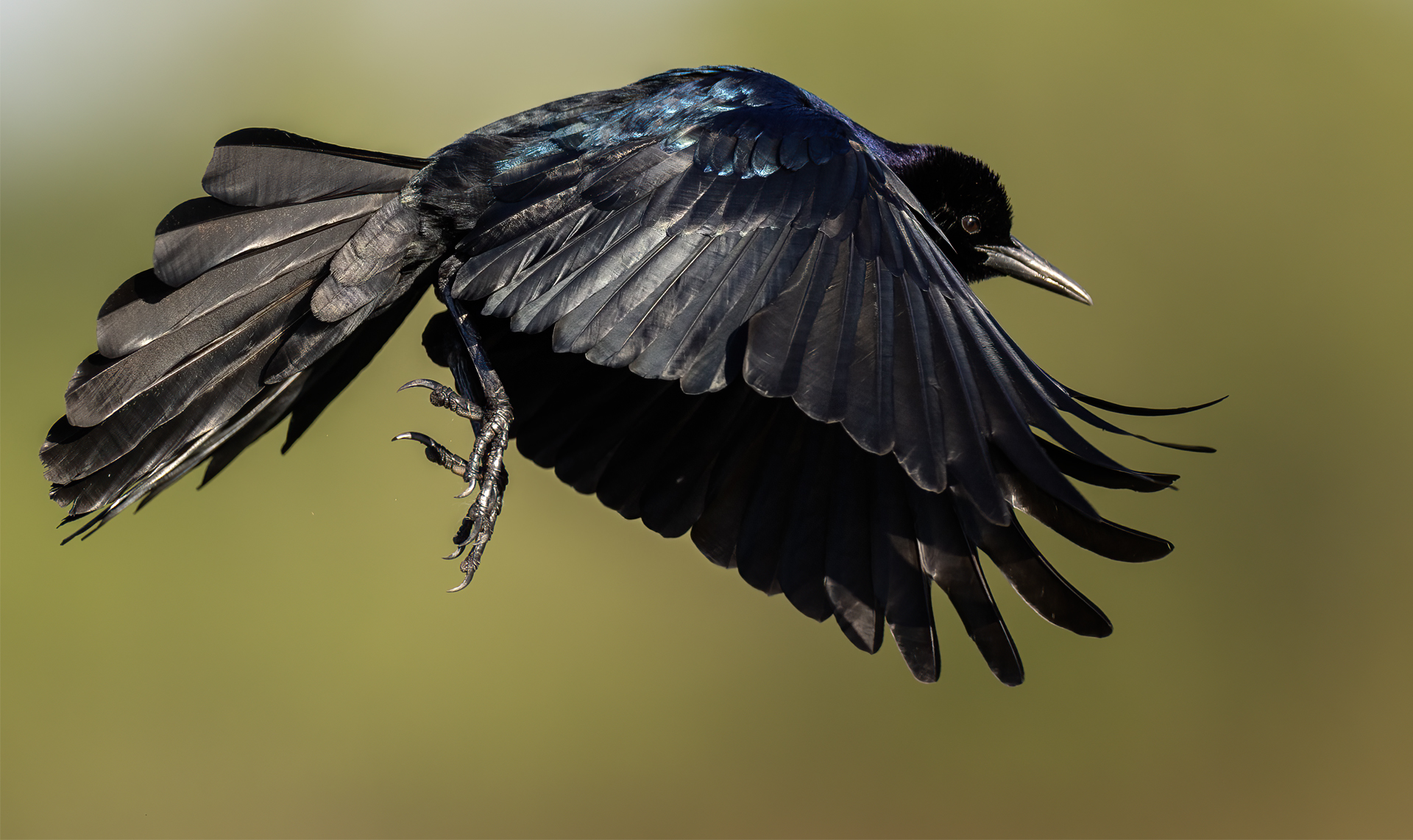 Större båtstjärt, Boat-tailed grackle, Florida