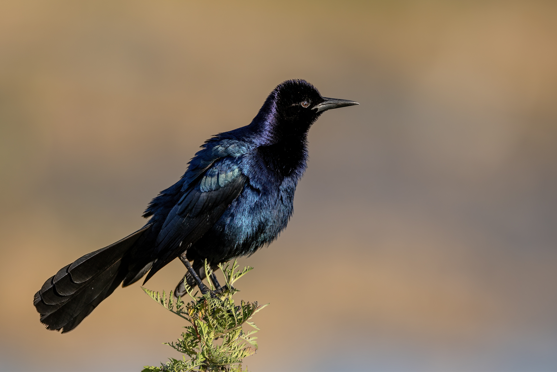 Större båtstjärt, Boat-tailed grackle, Florida