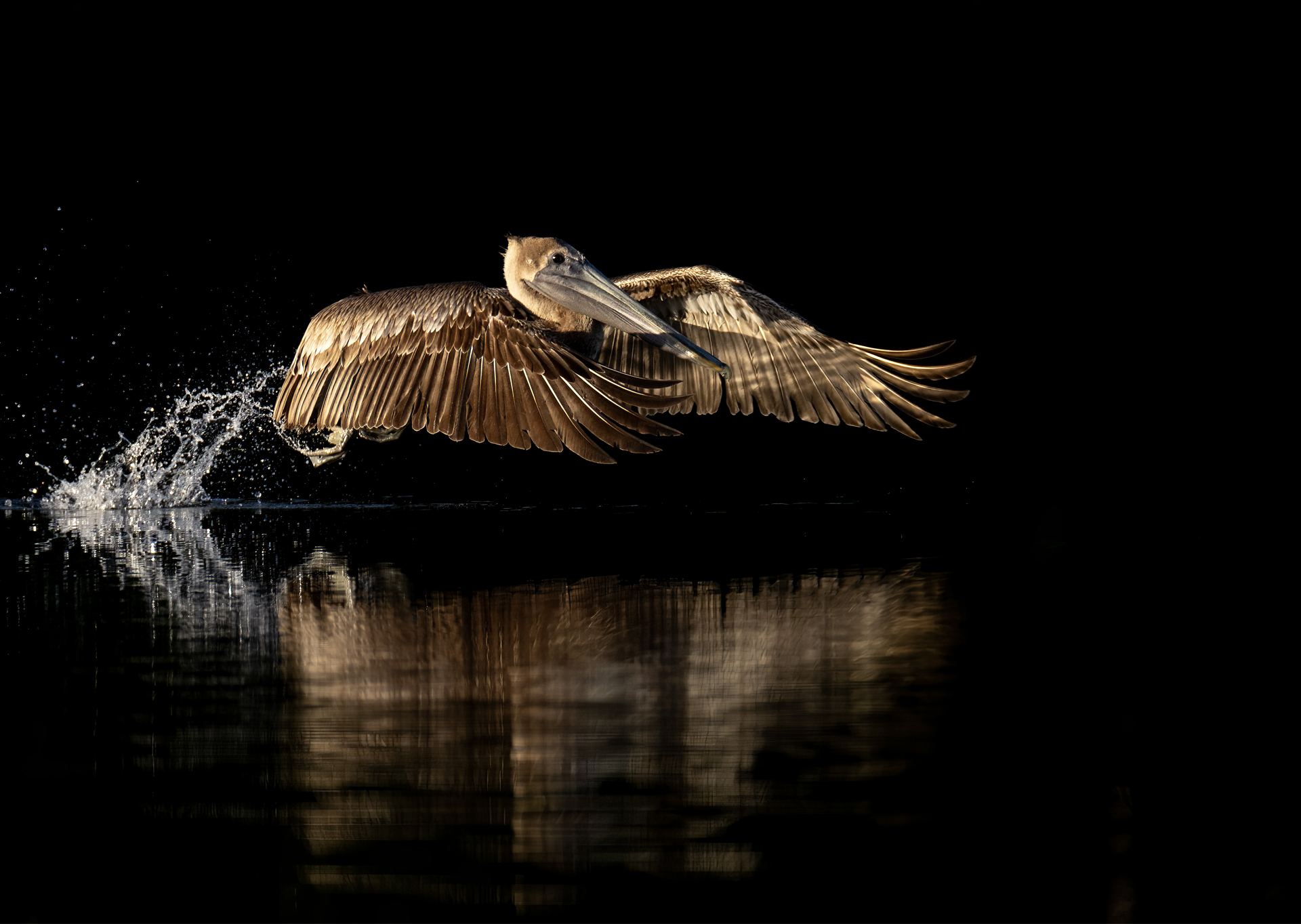 Brun pelikan, Brown pelican, Pelecanus occidentalis, Florida