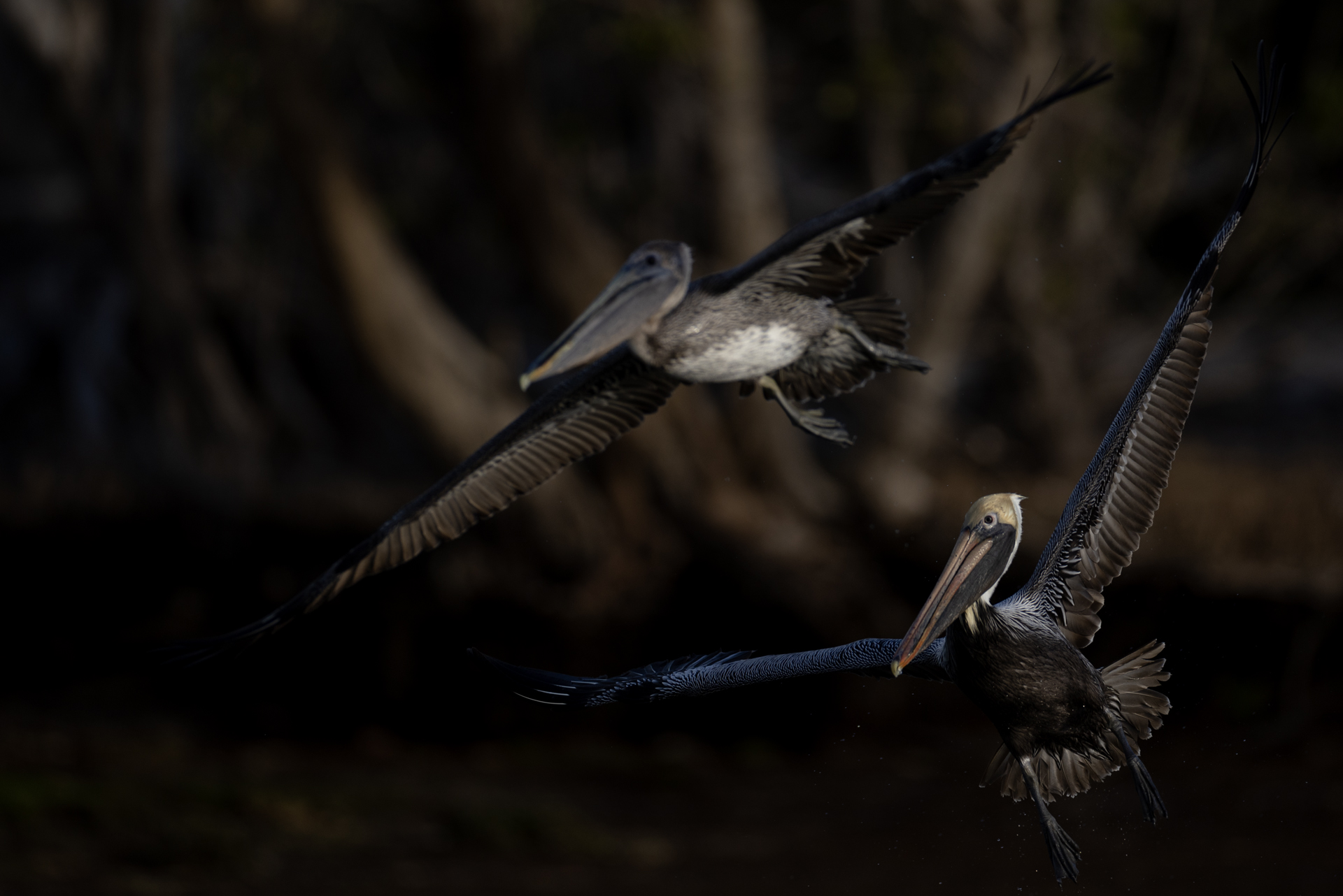 Brun pelikan, Brown pelican, Pelecanus occidentalis, Florida