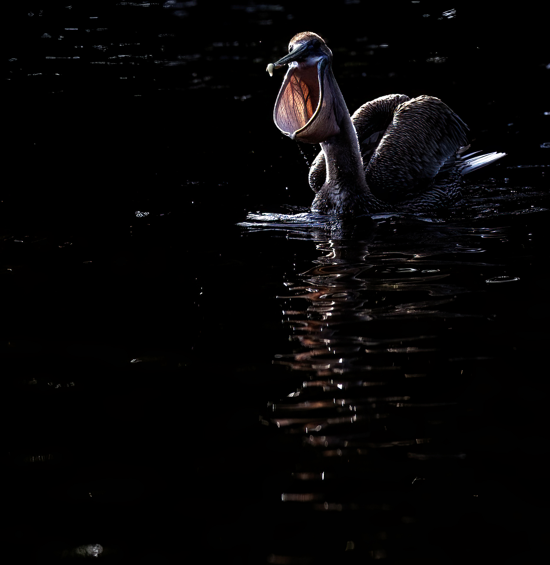 Brun pelikan, Brown pelican, Pelecanus occidentalis, Florida