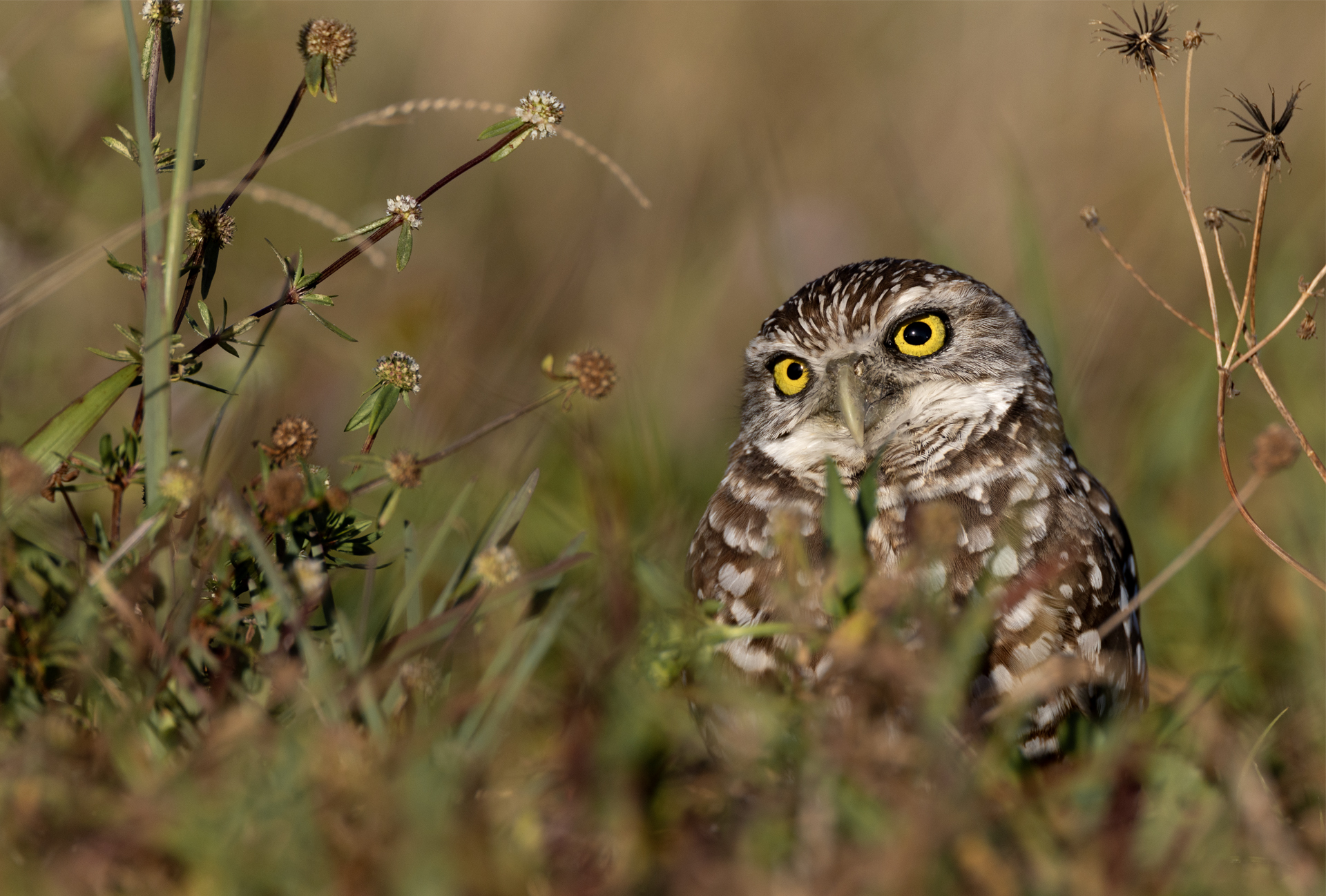 Prärieuggla, Burrowing owl