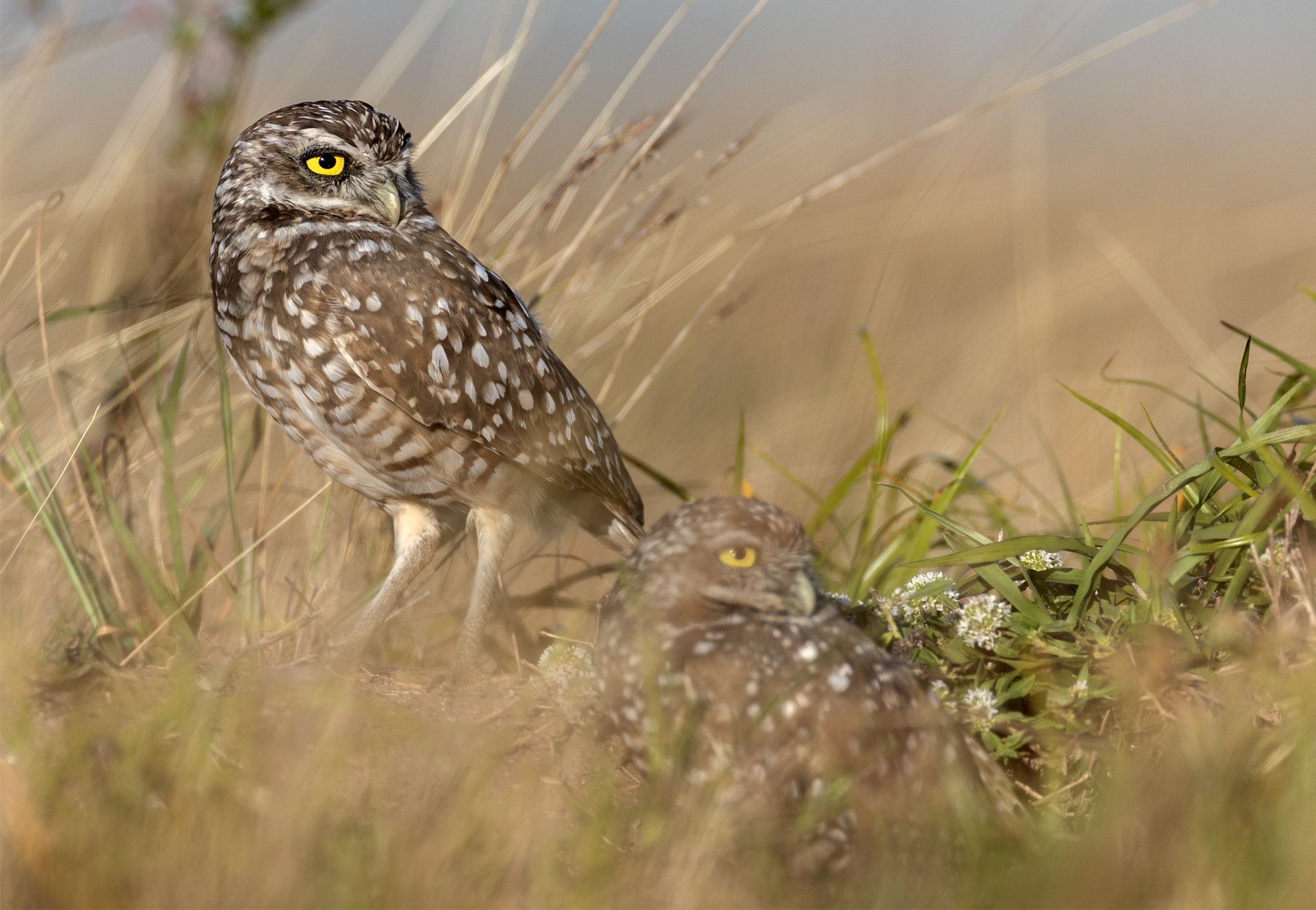 Prärieuggla, Burrowing owl