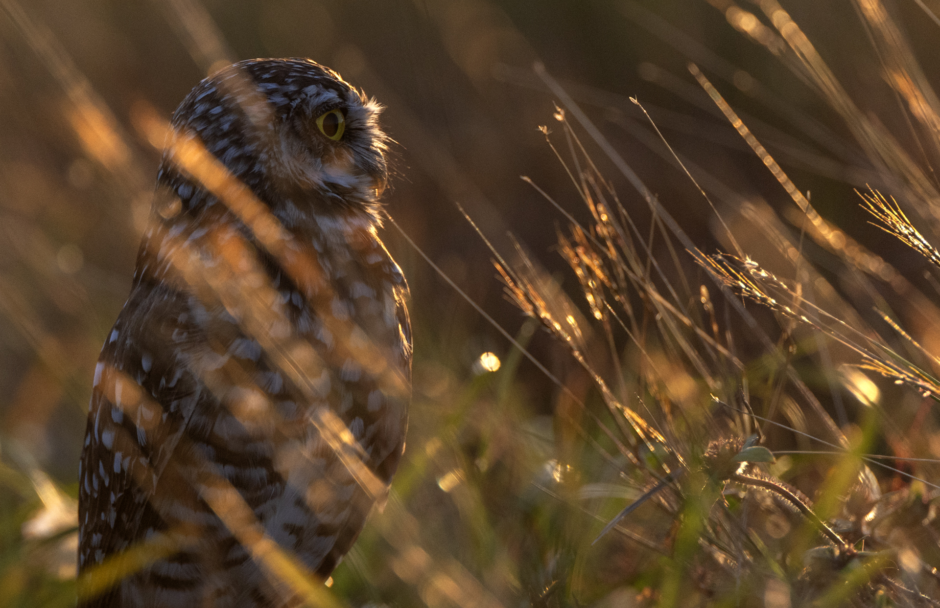 Prärieuggla, Burrowing owl