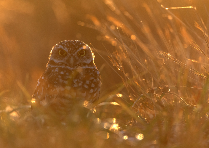Prärieuggla, Burrowing owl