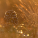 Prärieuggla, Burrowing owl