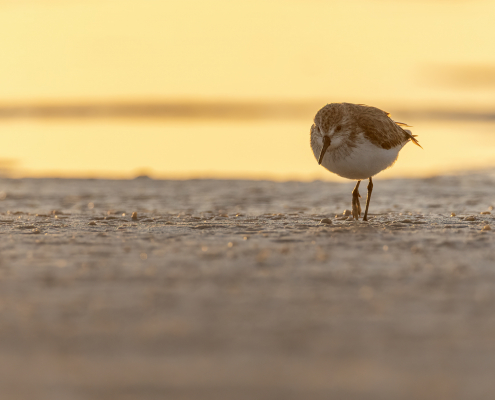 Dvärgsnäppa, Least sandpiper, Calidris minutilla, Vadare, Shorebirds, Florida