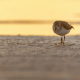 Dvärgsnäppa, Least sandpiper, Calidris minutilla, Vadare, Shorebirds, Florida