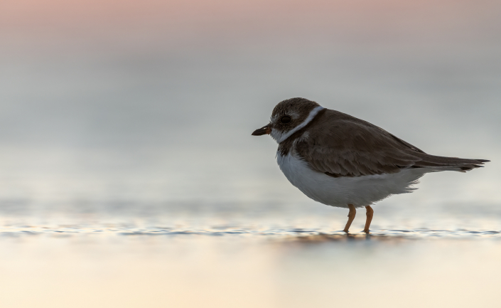 Flikstrandpipare, Semipalmated plover, Florida, Charadrius semipalmatus