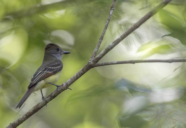 Större topptyrann, Great crested flycatcher, Florida, tyranner