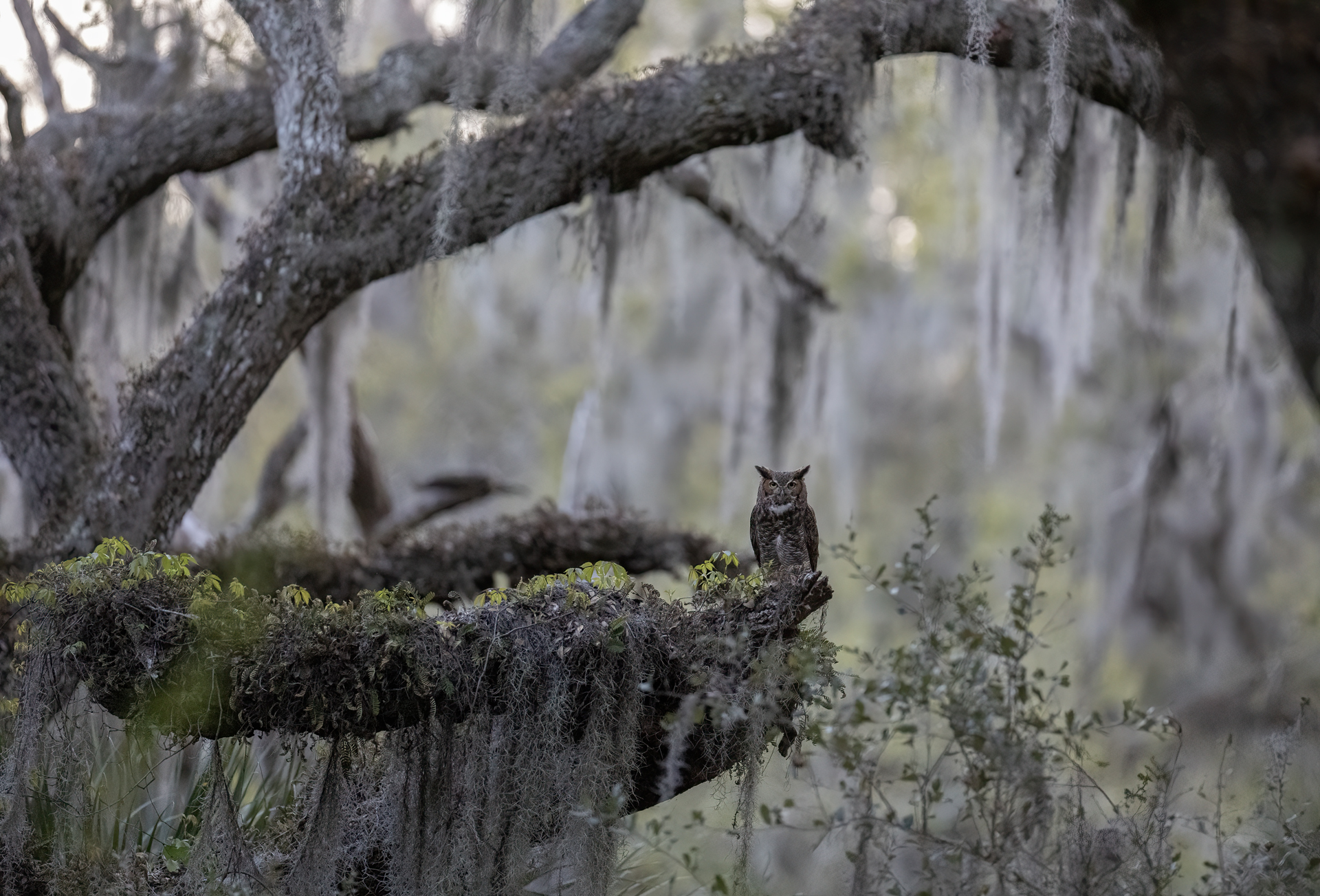 Virginiauv, Great horned owl, Bubo virginianus