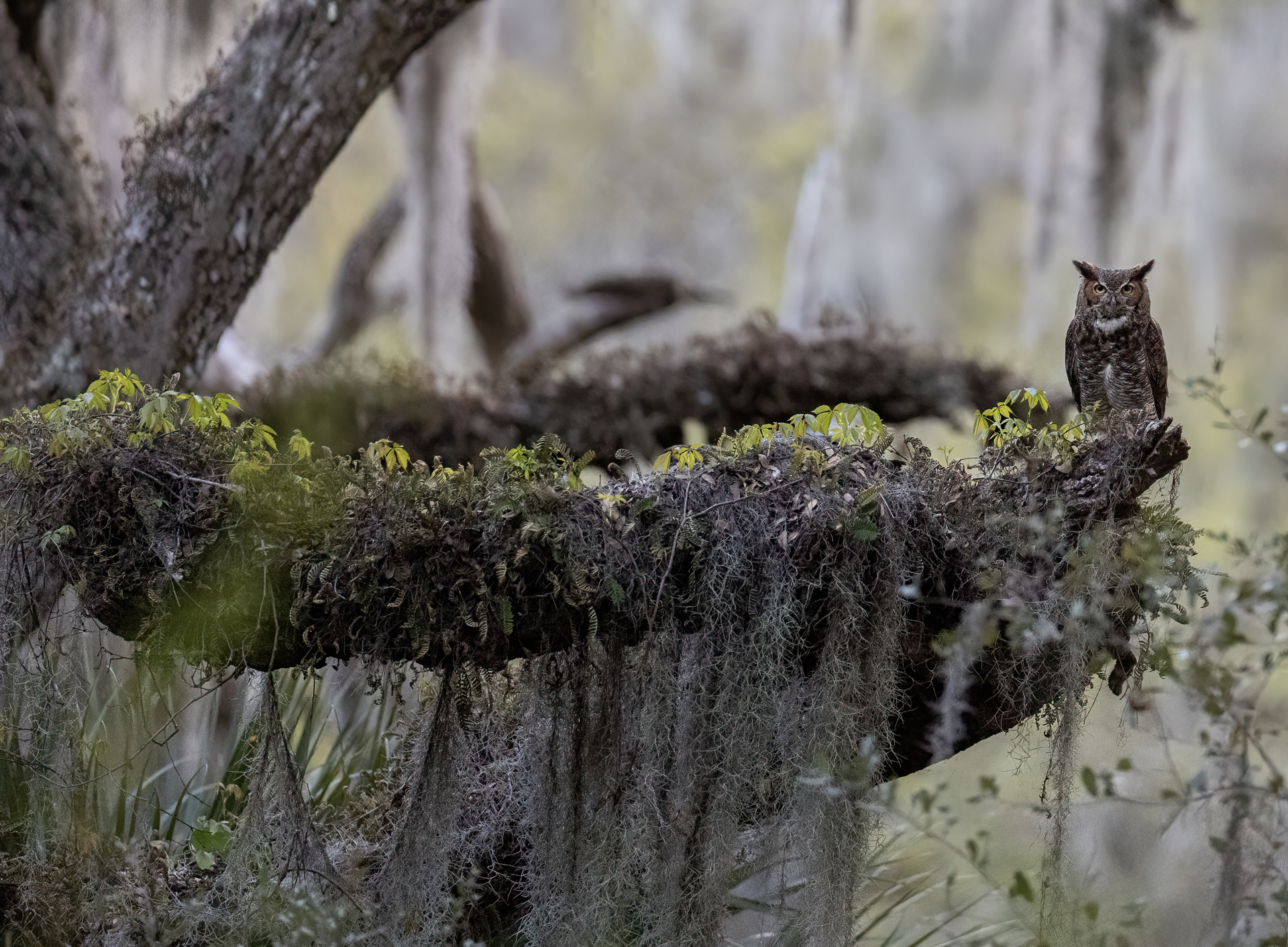 Virginiauv, Great horned owl, Bubo virginianus
