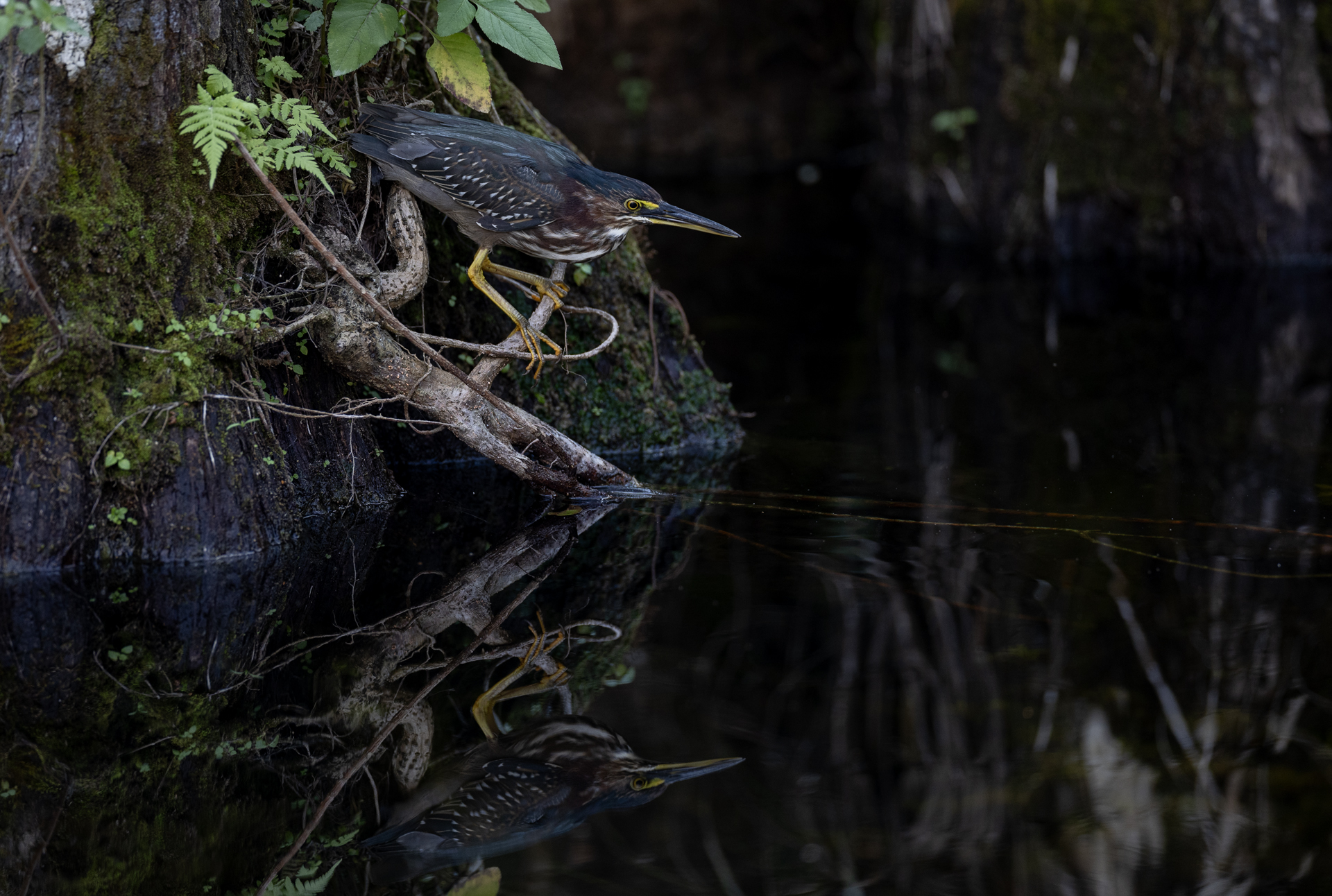 Grönryggig häger, Green heron, Butorides virescens