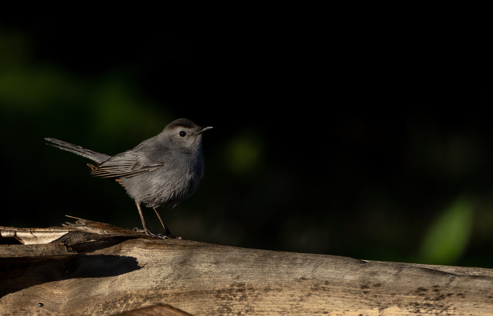 Grå kattfågel Grey catbird Dumetella carolinensis, Trastar