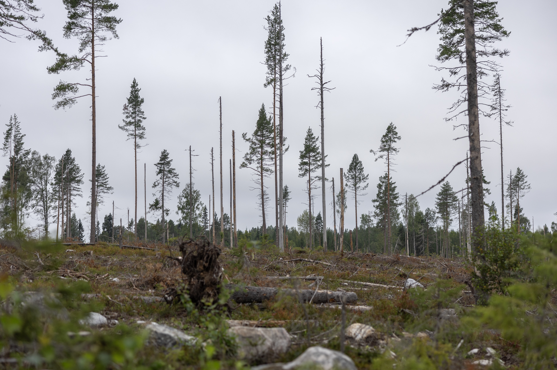 Hygge, Skog, Skogsbruk