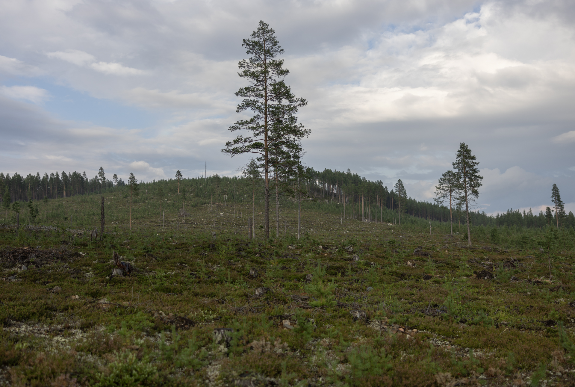 Hygge, Skog, Skogsbruk