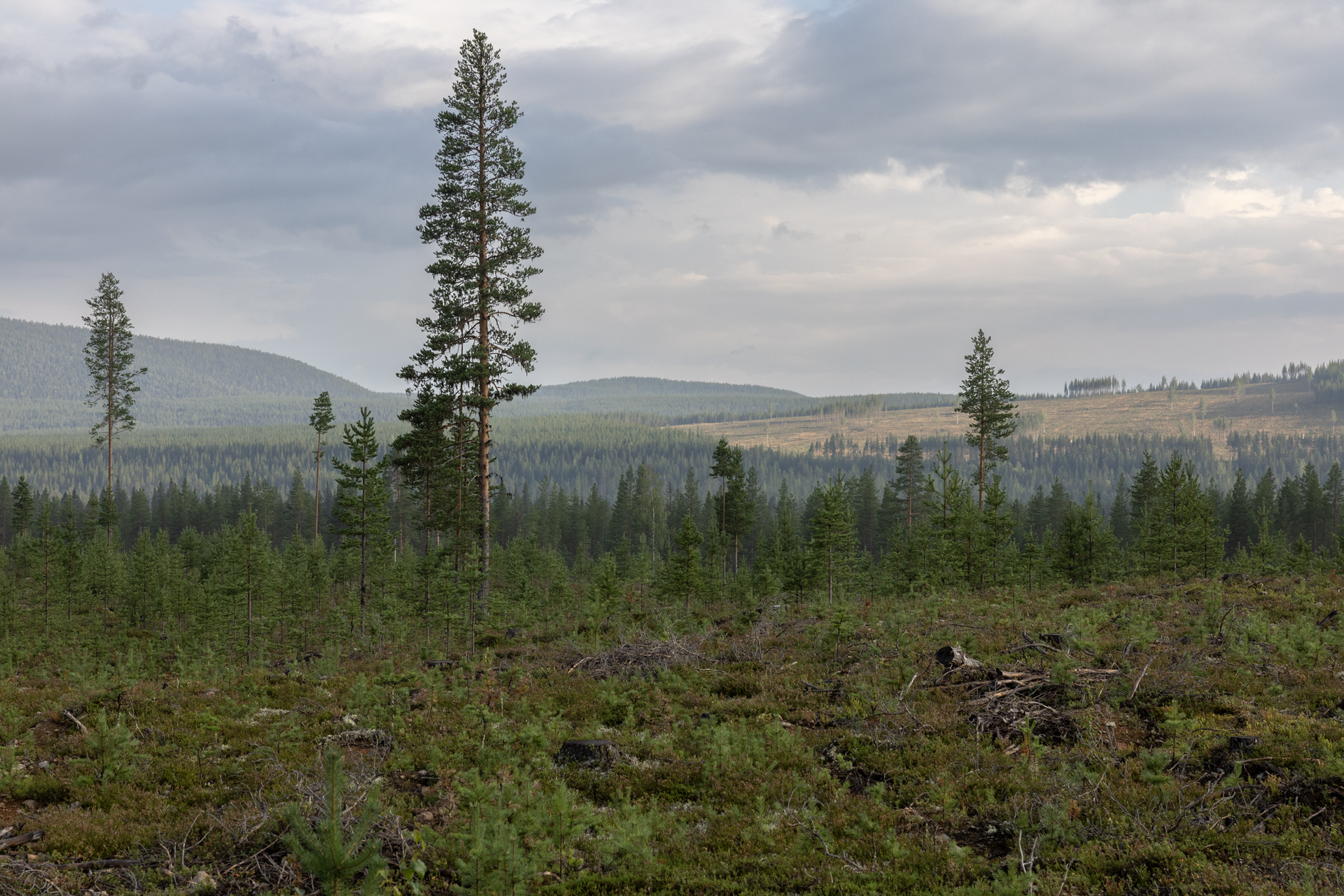 Hygge, Skog, Skogsbruk