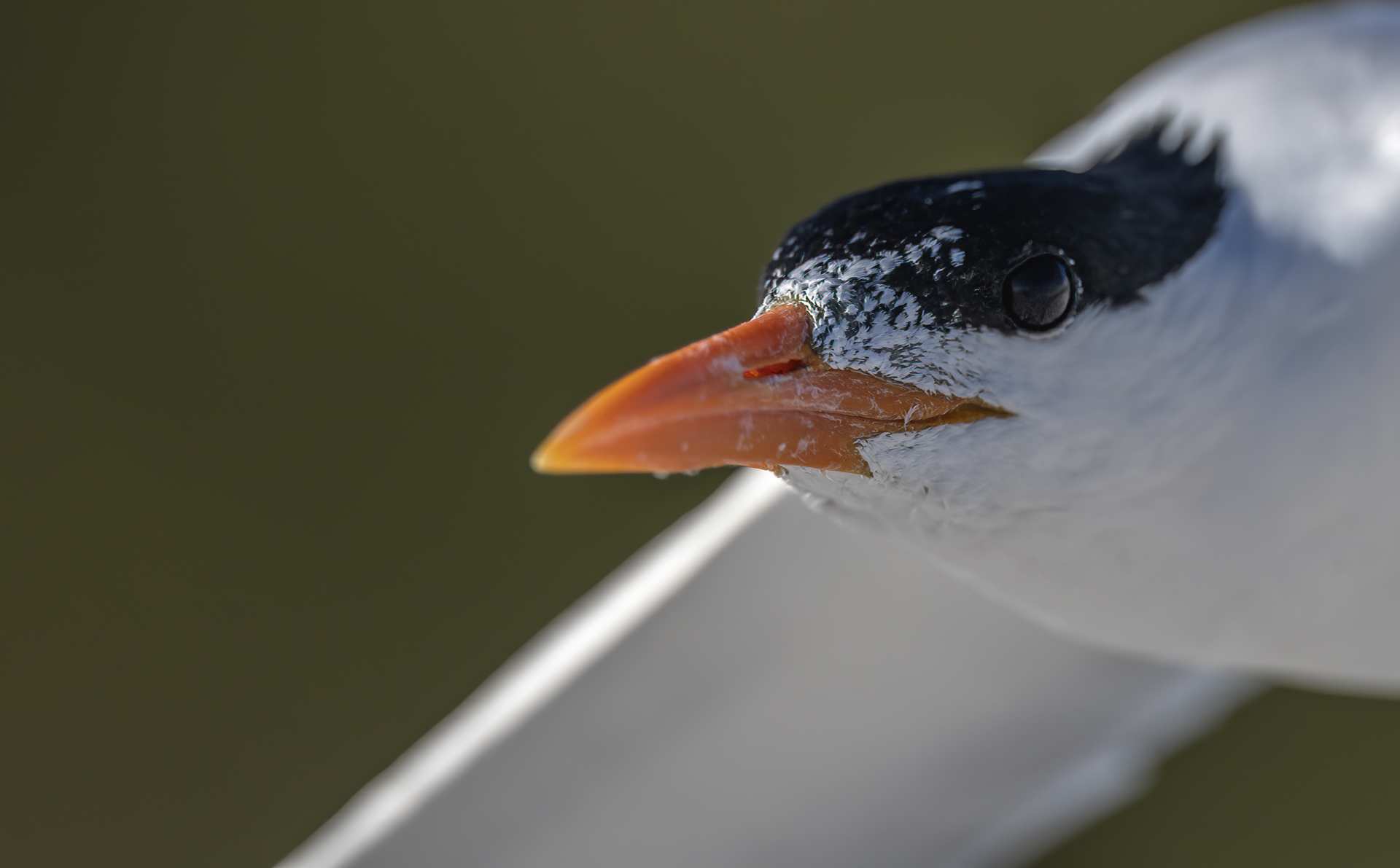 Kungstärna, Royal tern, Thalasseus maximus, Florida