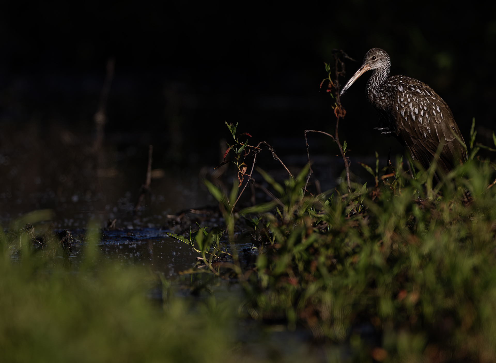 Limpkin, Rallhäger, Aramus guarauna, Florida