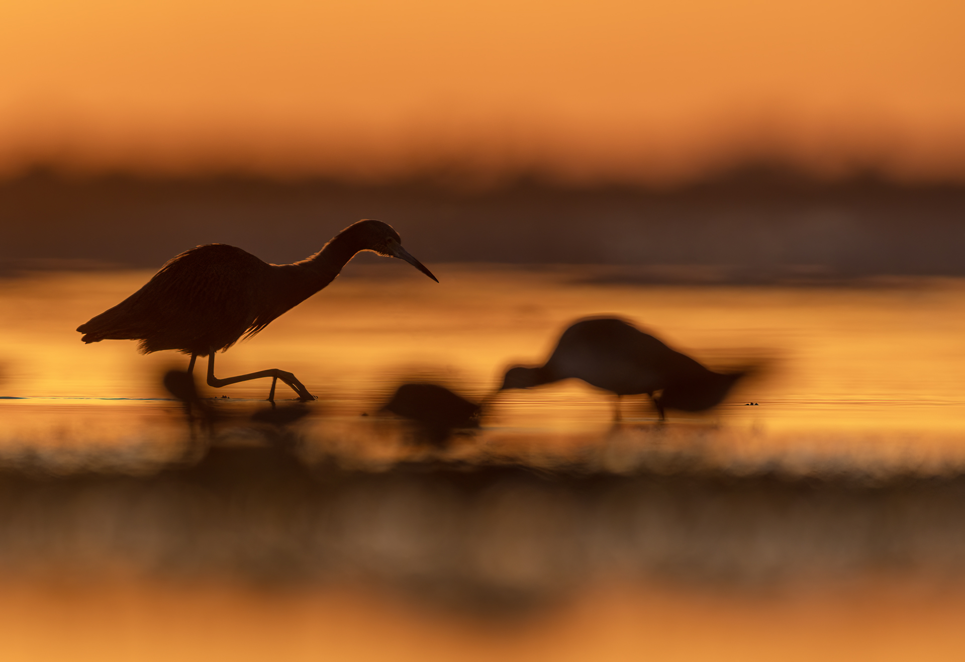 Blåhäger, Little blue heron, Florida