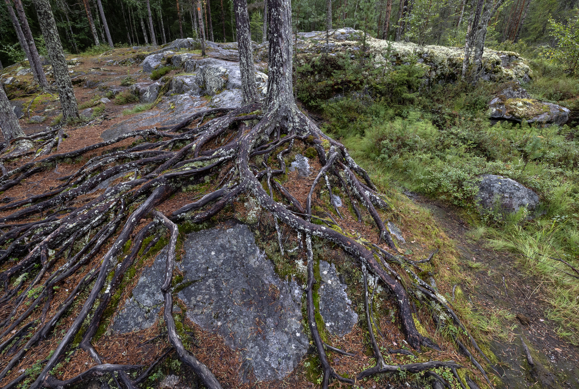 Mårdseleforsen