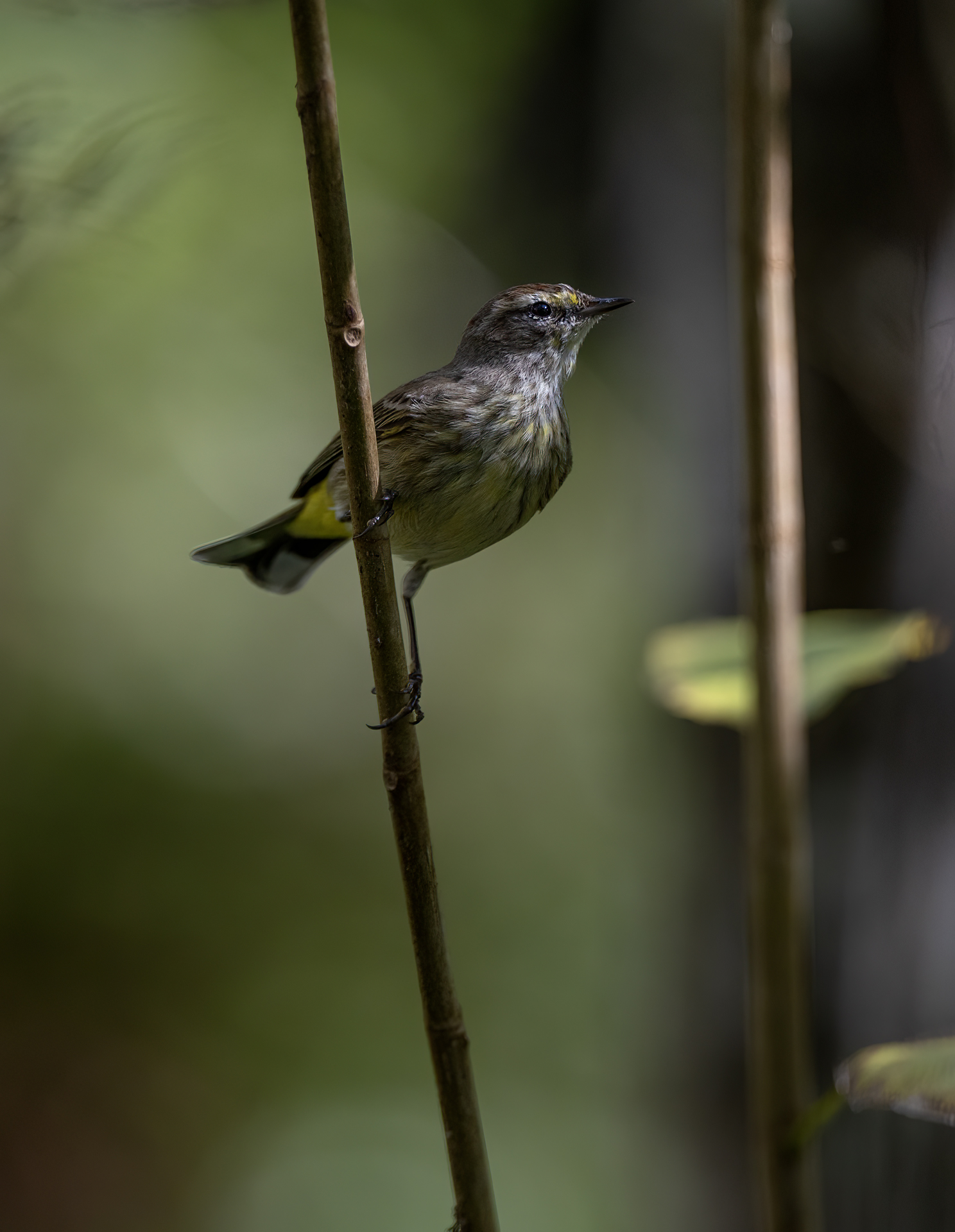 Brunhöttat skogssångare, Palm warbler, Setophaga palmarum, Florida