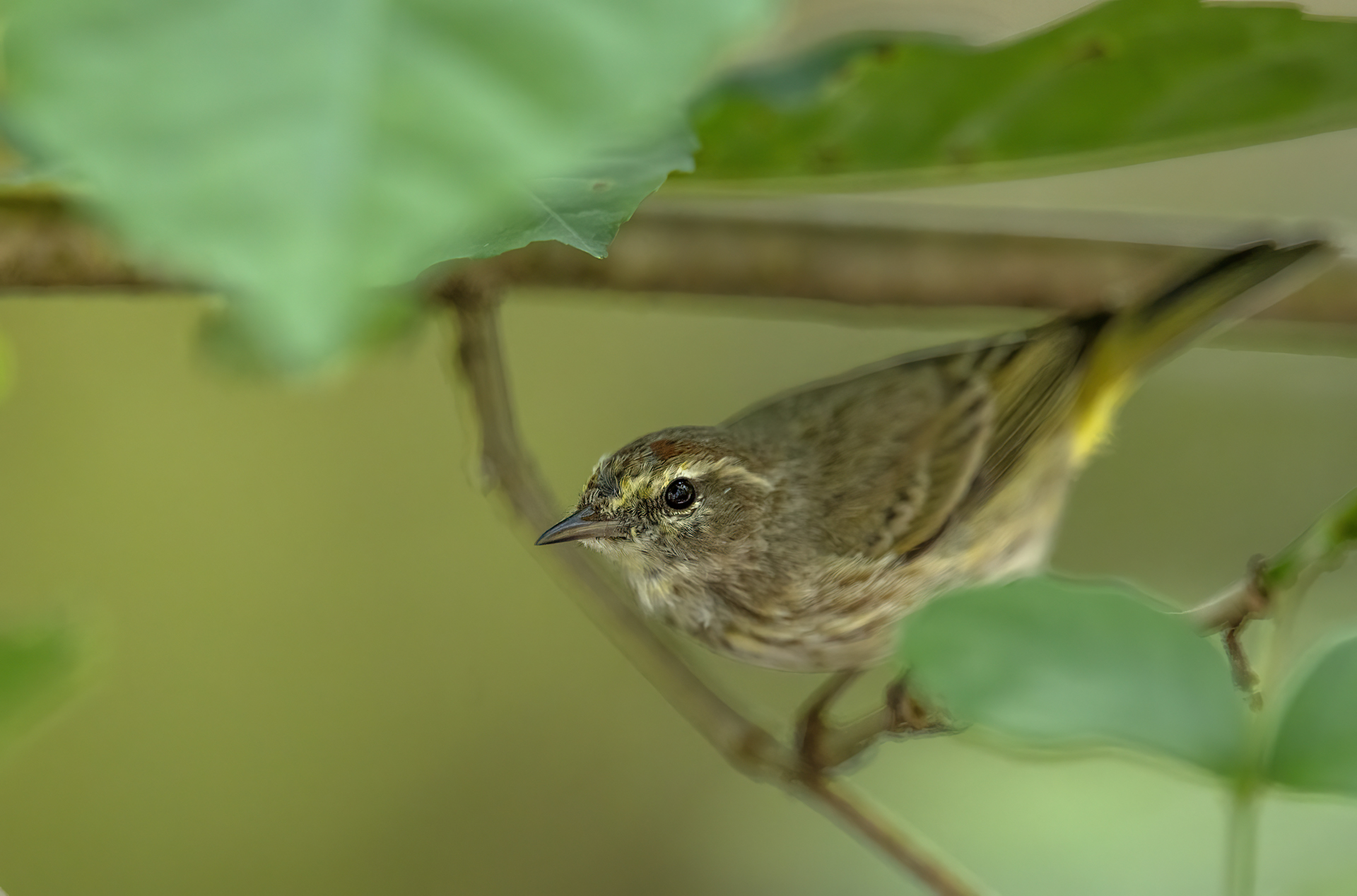 Brunhöttat skogssångare, Palm warbler, Setophaga palmarum, Florida