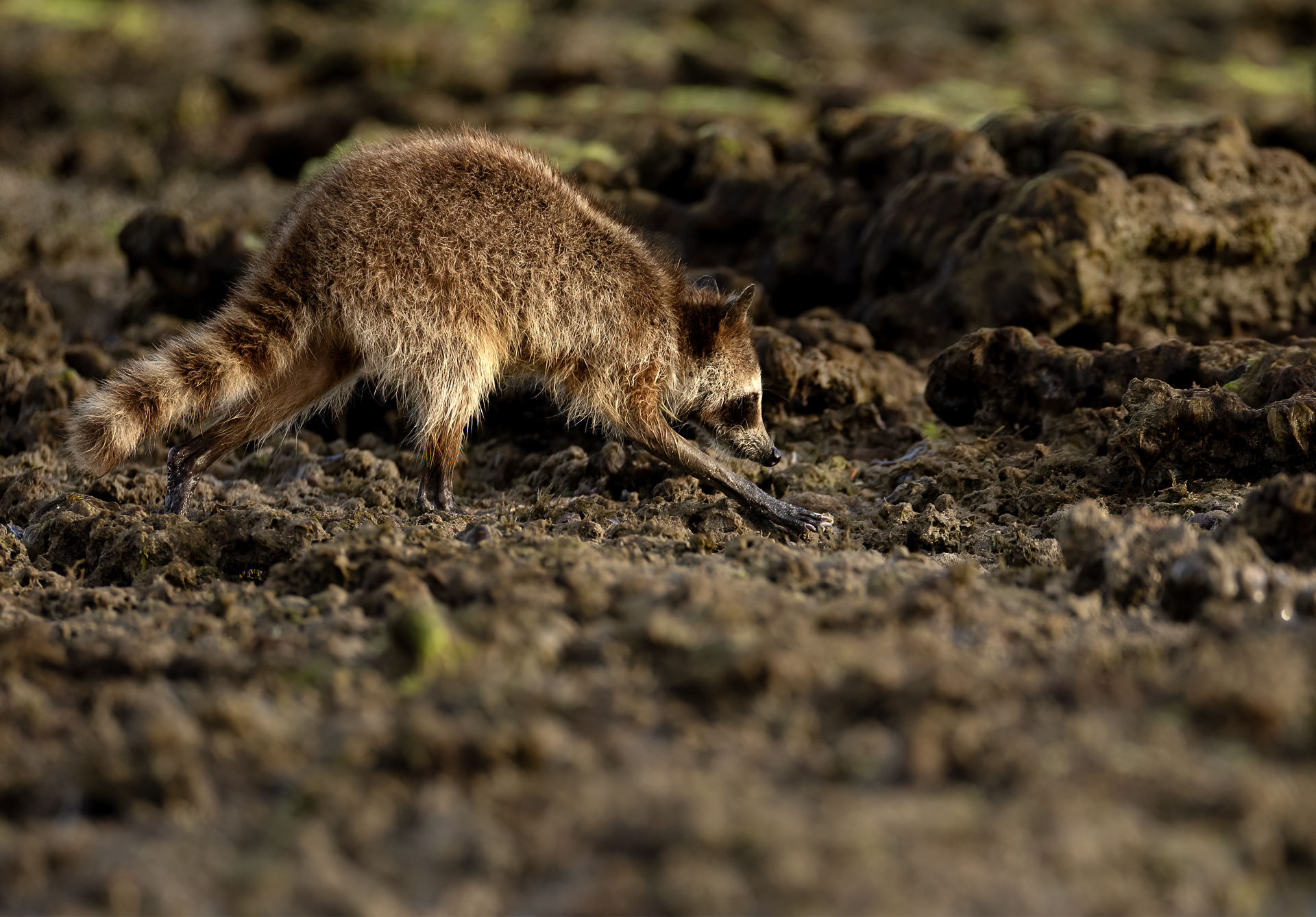 Tvättbjörn Raccoon Everglades Florida Procyon lotor