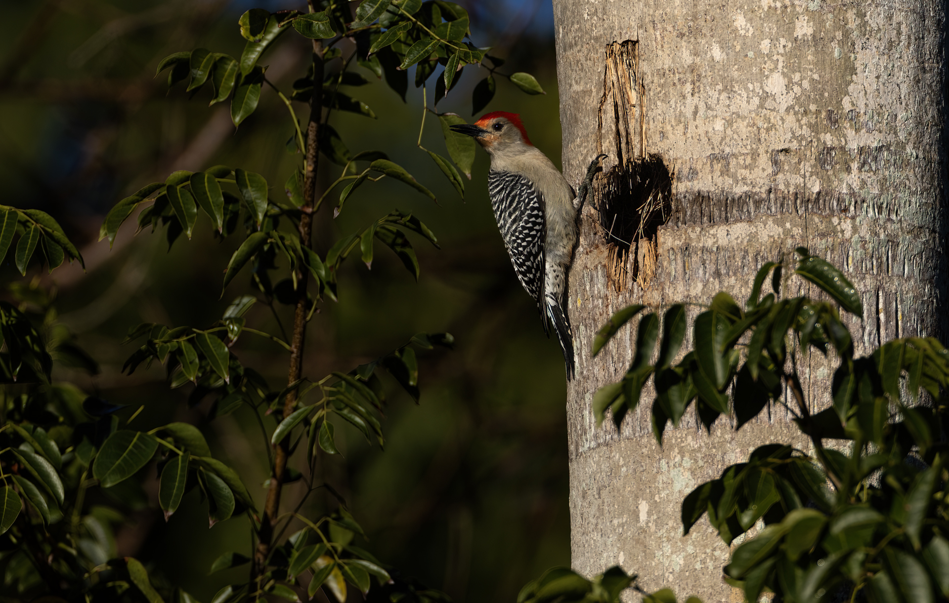 Karolinaspett, Red-bellied woodpecker, Florida