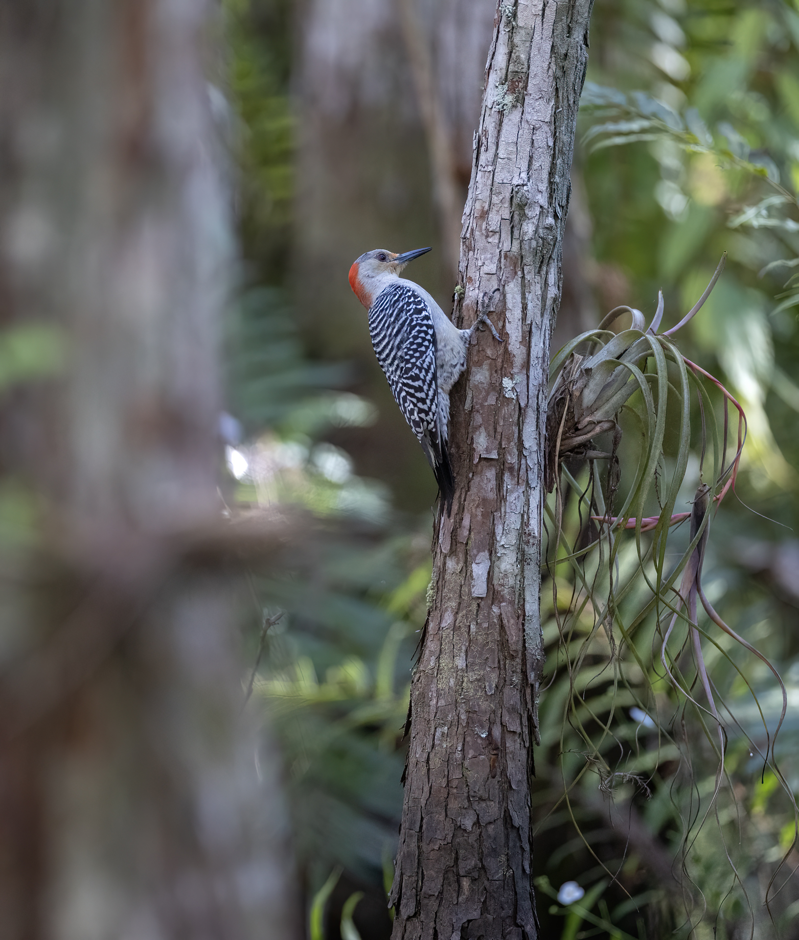 Karolinaspett, Red-bellied woodpecker, Florida