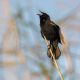Rödvingetrupial, Red-winged blackbird, Trupialer, Florida
