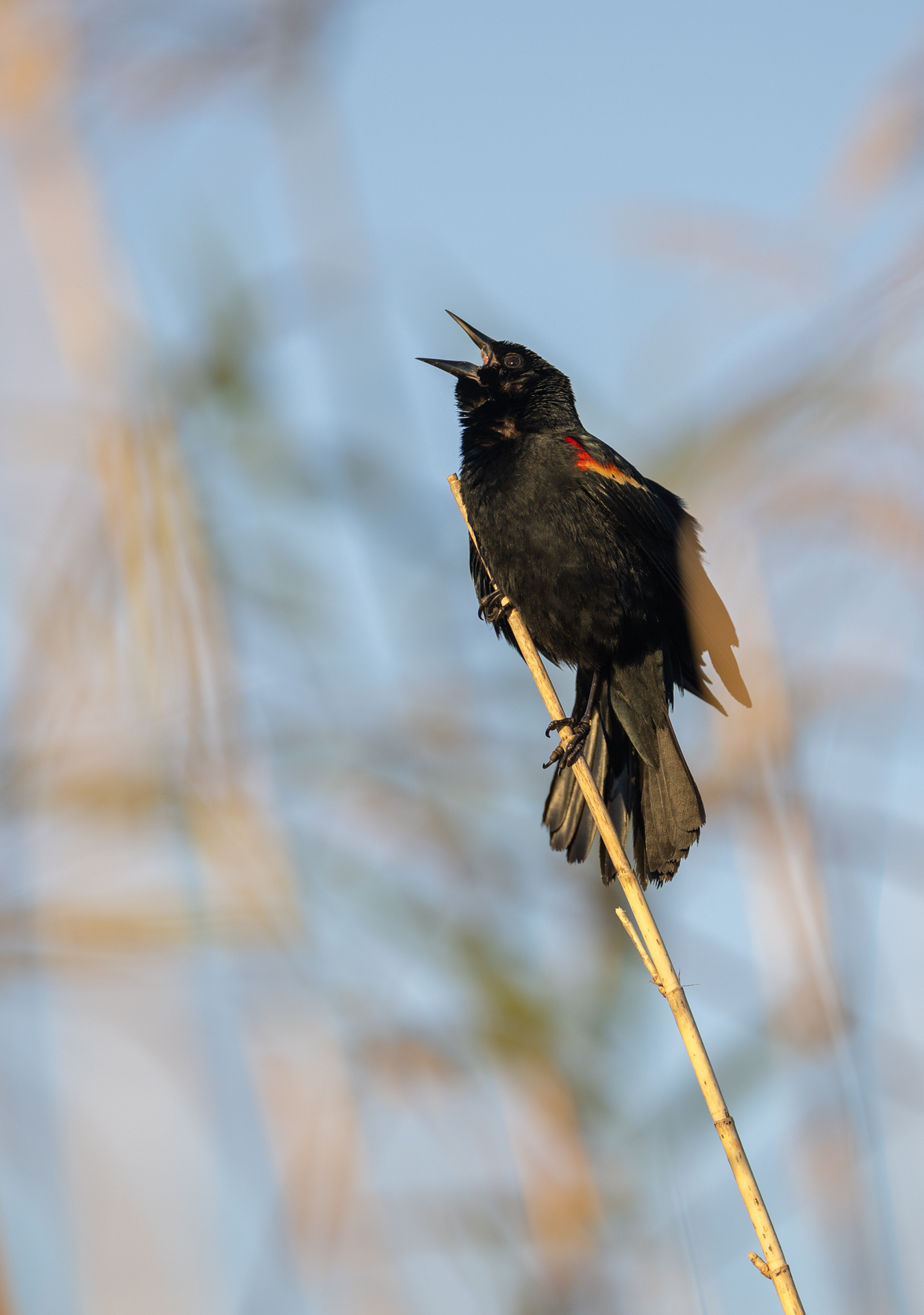 Rödvingetrupial, Red-winged blackbird, Trupialer, Florida