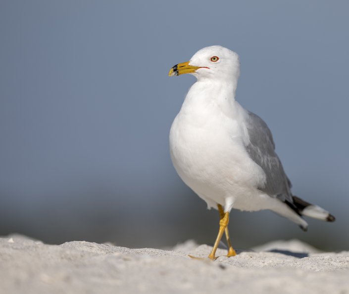 Ringnäbbad mås Ringbilled gull Larus delawarensis