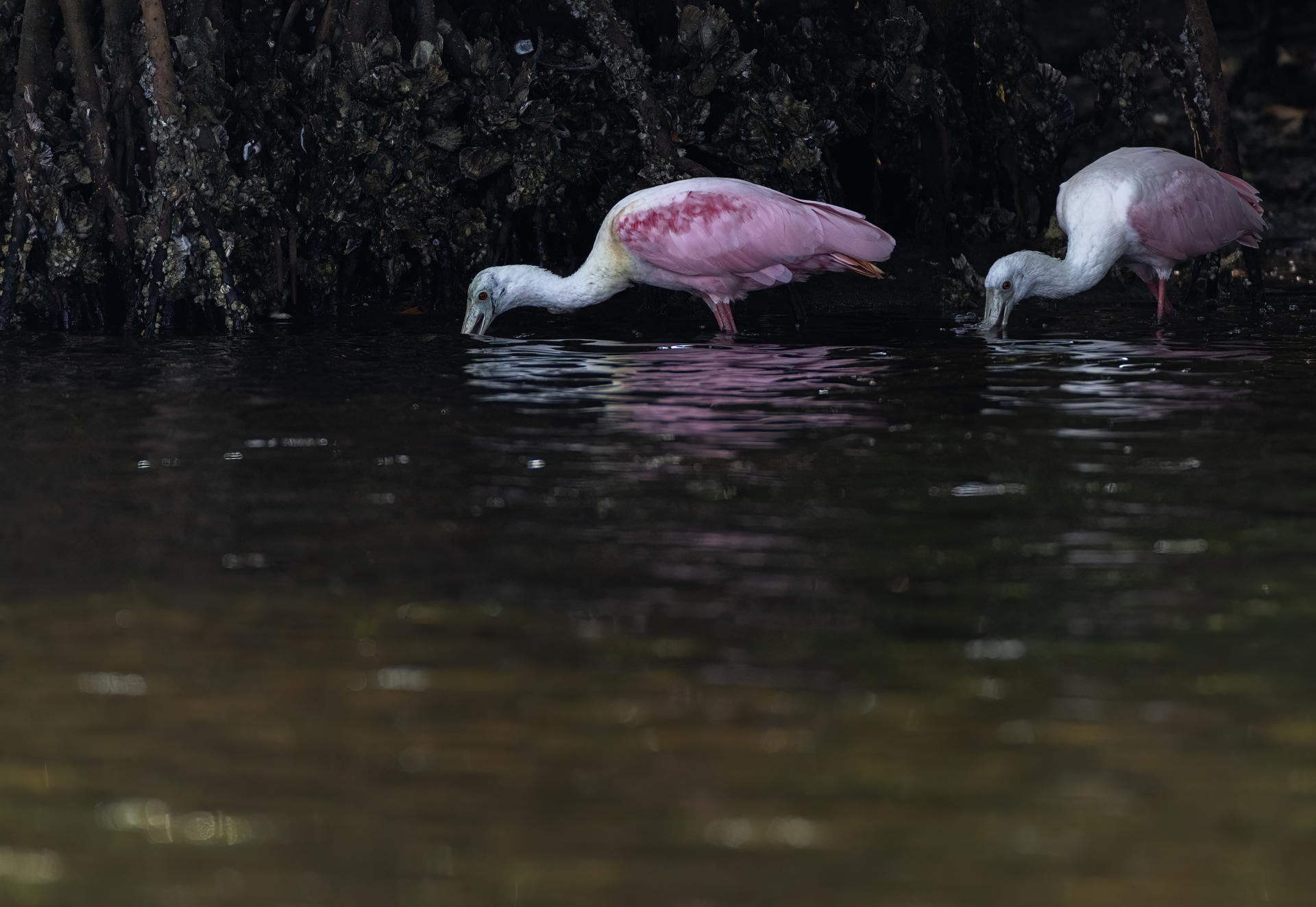 Rosenskedstork, Roseate spoonbill, Florida, Platalea ajaja