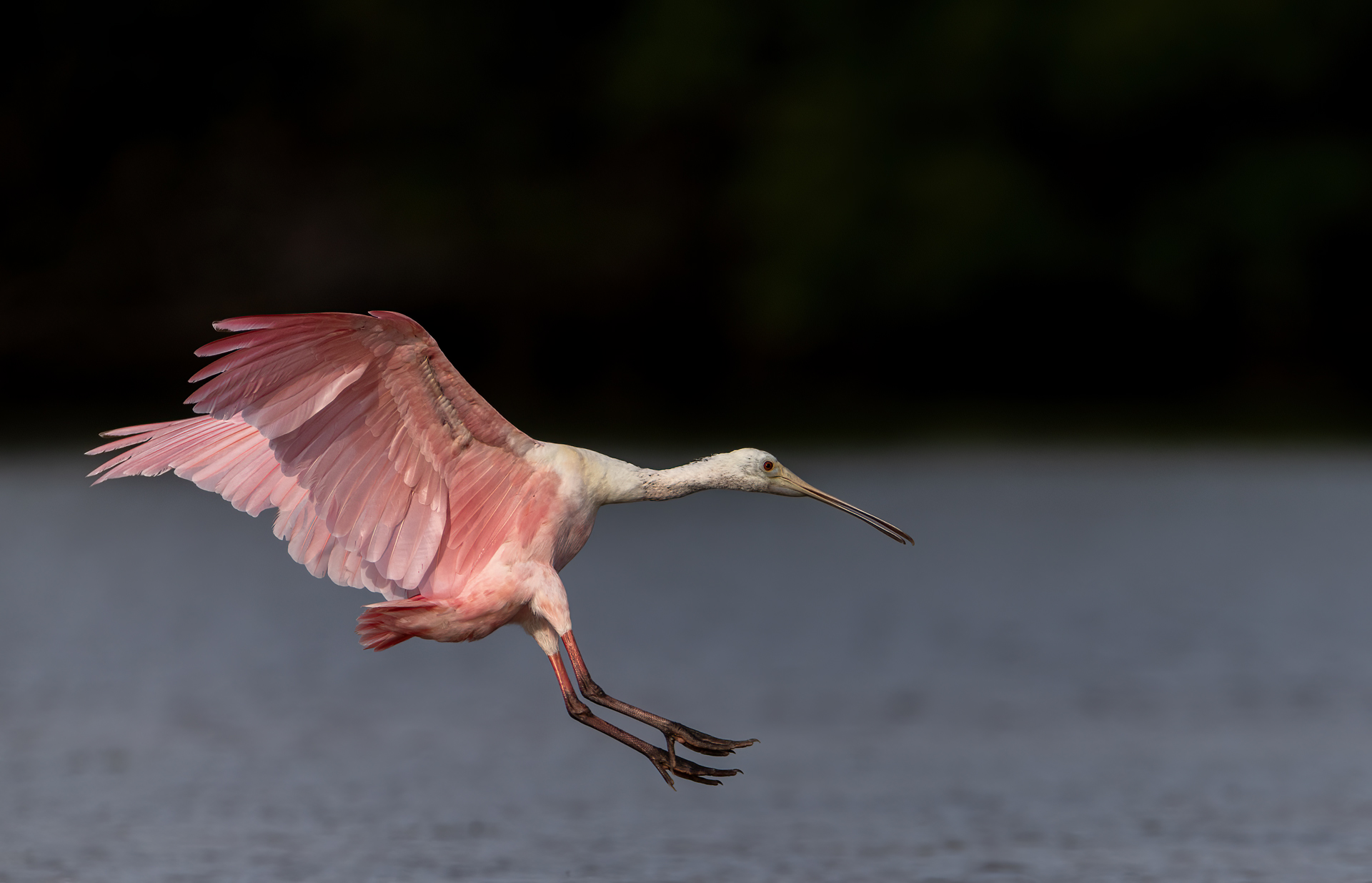 Rosenskedstork, Roseate spoonbill, Florida, Platalea ajaja