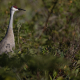 Sandhill crane Präreitrana Florida