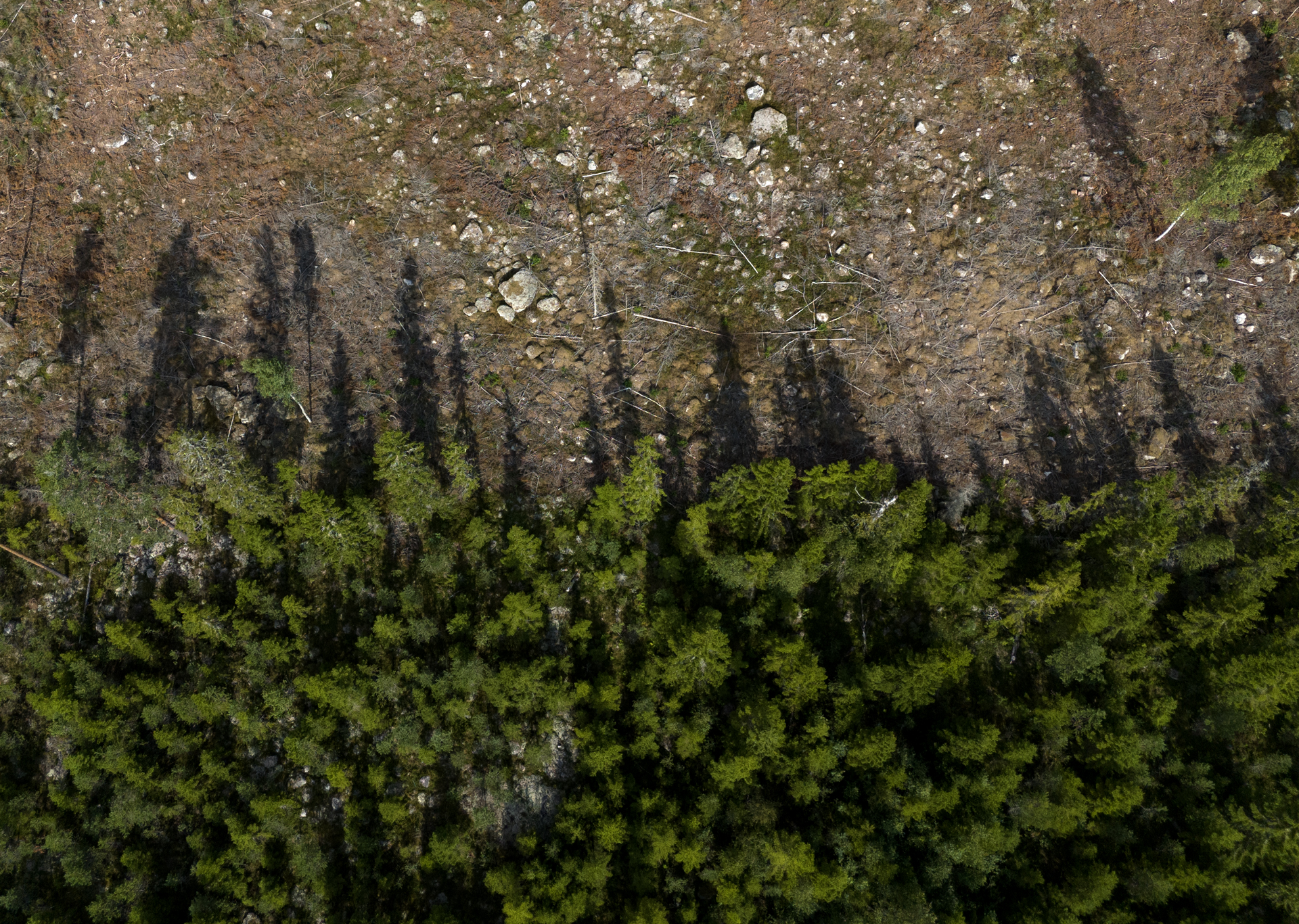 Hygge, Skog, Skogsbruk