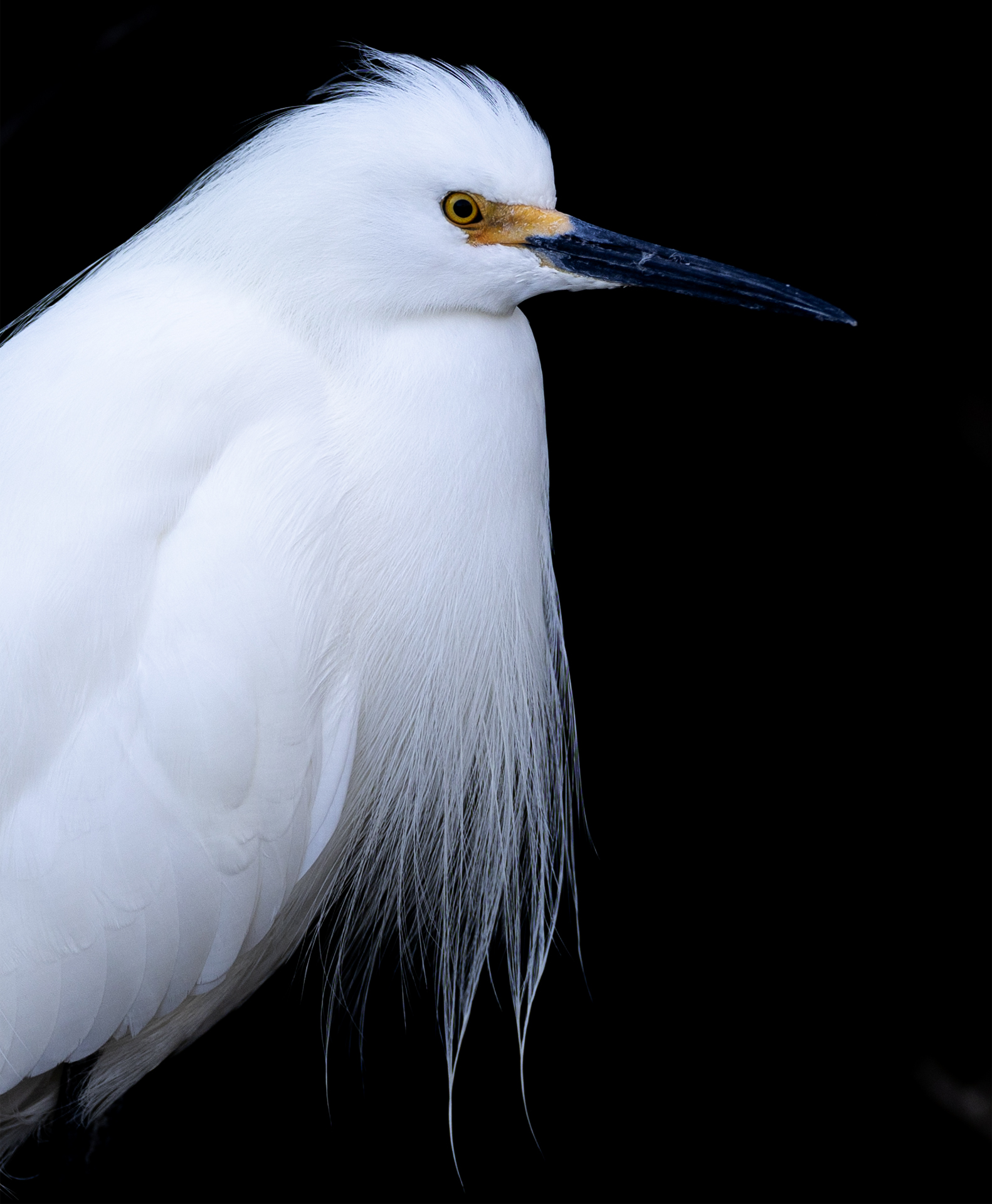Snöhäger, Snowy egret, Egretta thula, Florida