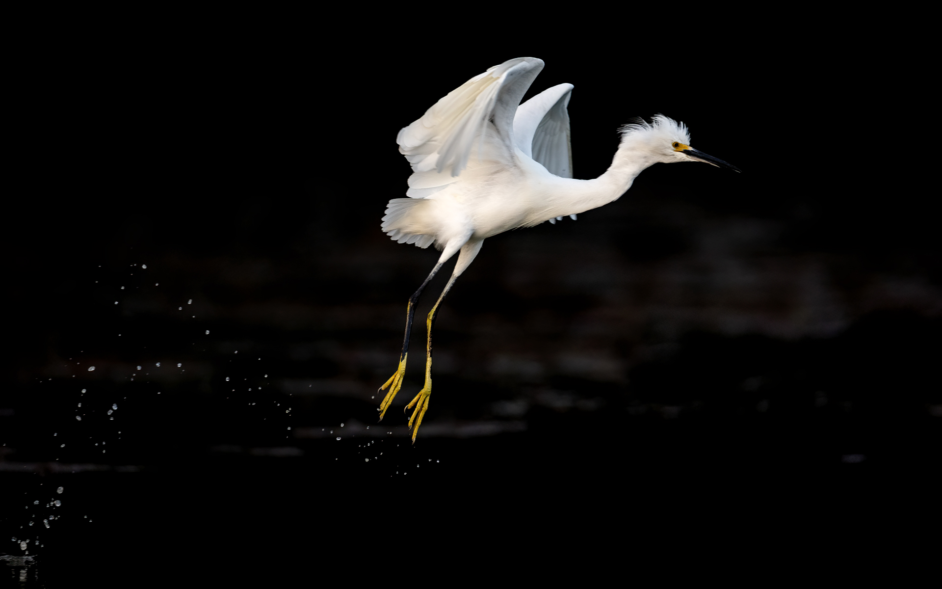 Snöhäger, Snowy egret, Egretta thula, Florida