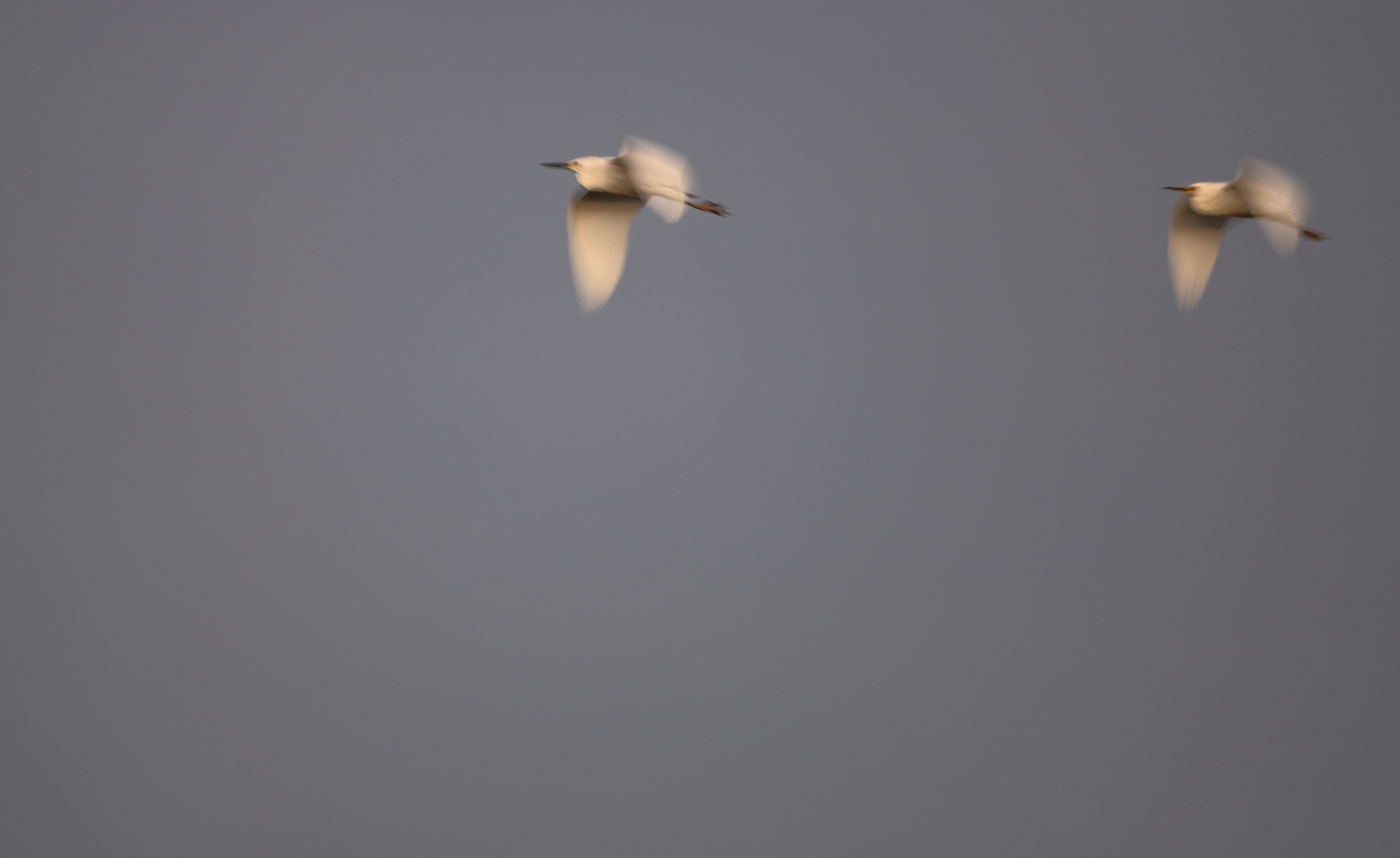 Snöhäger, Snowy egret, Egretta thula, Florida