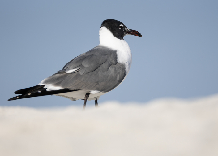 Sotvingad mås, Laughing gull, Leucophaeus atricilla, Florida